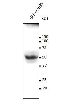 Rab35 Antibody
