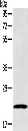 RAB39B antibody