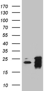 RAB3A Antibody