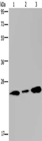 RAB3C antibody