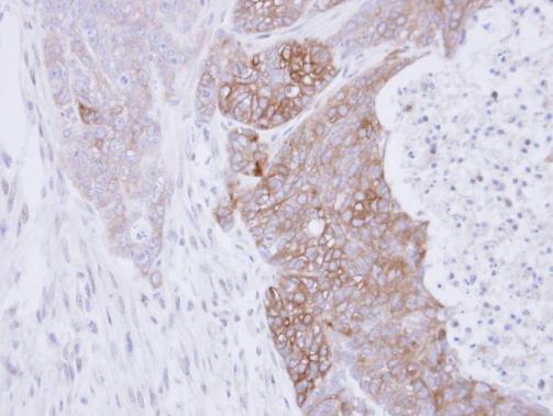 RAB3C antibody [N1C3]