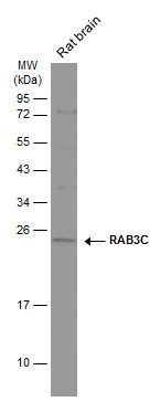 RAB3C antibody [N1C3]