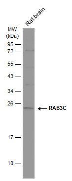 RAB3C antibody