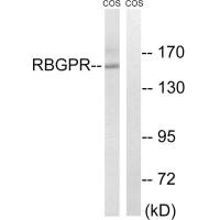 RAB3GAP2 antibody