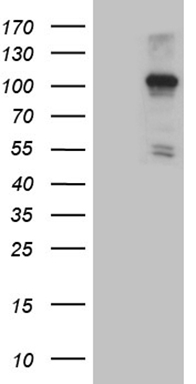 RAB3IP Antibody