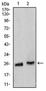 Rab5a Antibody