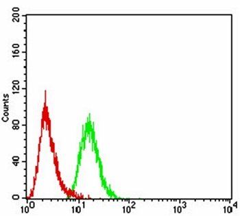 Rab5a Antibody