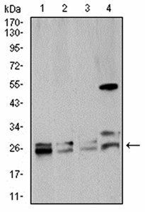 Rab5a Antibody