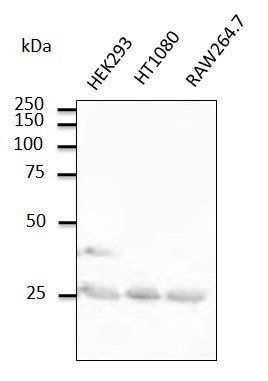 Rab5a Antibody