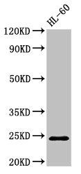 RAB5A antibody