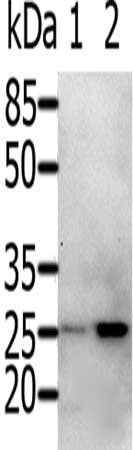 RAB5A Antibody