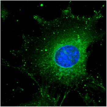 Rab5a Antibody