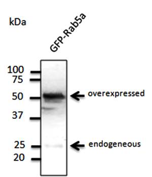 Rab5a Antibody