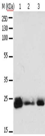 RAB6A antibody