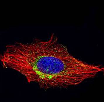 RAB6A antibody