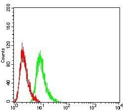 Rab6b Antibody