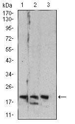 Rab6b Antibody