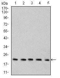 Rab6b Antibody