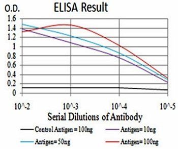 Rab8 Antibody