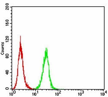 Rab8 Antibody