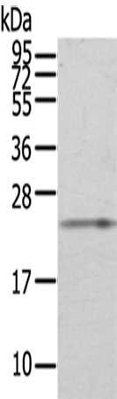 RAB8A antibody