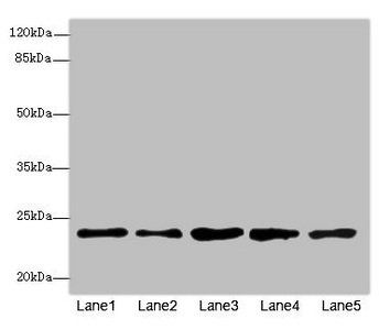 RAB9A Antibody