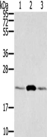 RAB9A antibody