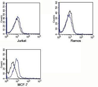 Rabbit IgG Isotype Control Polyclonal Antibody APC Conjugate