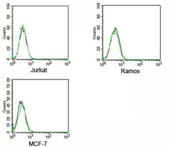 Rabbit IgG Isotype Control Polyclonal Antibody FITC Conjugate