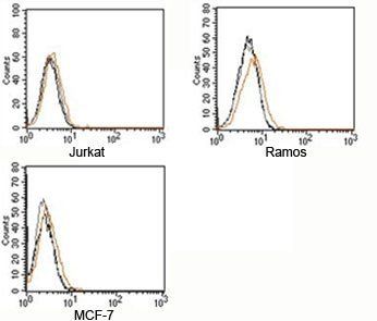 Rabbit Isotype Control Polyclonal Antibody