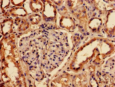 RABGGTA Antibody