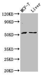 AKT2 Antibody