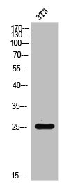 RAC1/RAC2/RAC3/CDC42 Antibody