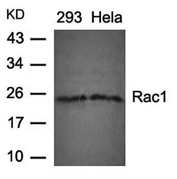 Rac1 (Ab-71) Antibody