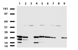 RACGAP1 Antibody
