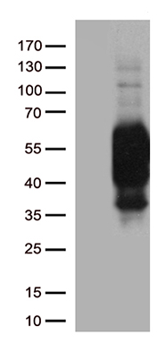 RACGAP1 Antibody