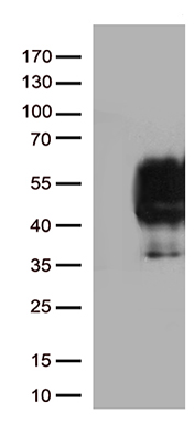 RACGAP1 Antibody