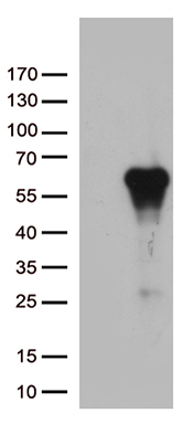 RACGAP1 Antibody