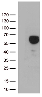 RACGAP1 Antibody