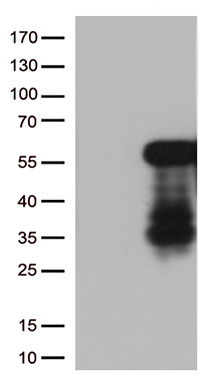 RACGAP1 Antibody