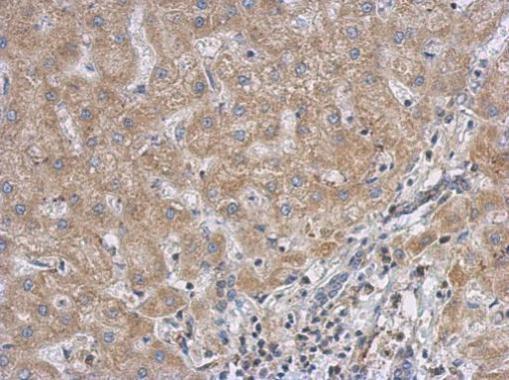 RACGAP1 antibody [N1N2], N-term