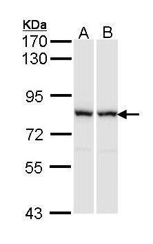 RACGAP1 antibody [N1N2], N-term