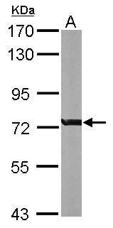 RACGAP1 antibody [N1N2], N-term