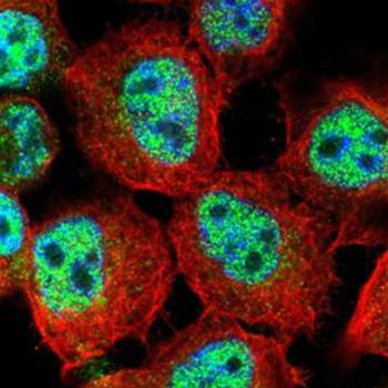 RACGAP1 antibody