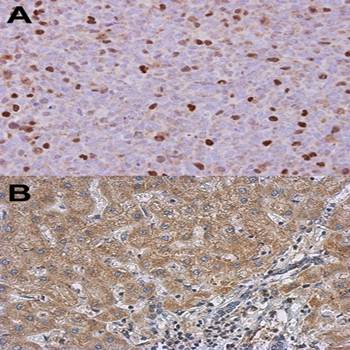 RACGAP1 antibody