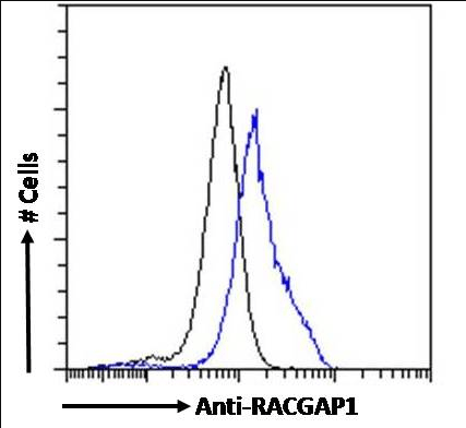 Goat anti-RACGAP1 / MgcRacGAP Antibody