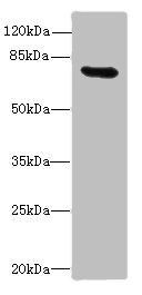 RAD17 Antibody