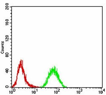 RAD18 Antibody