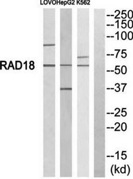 RAD18 Antibody