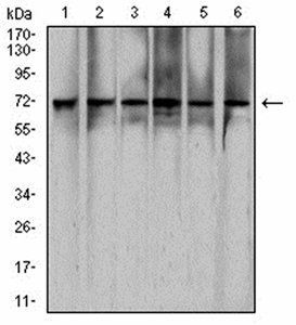 RAD21 Antibody